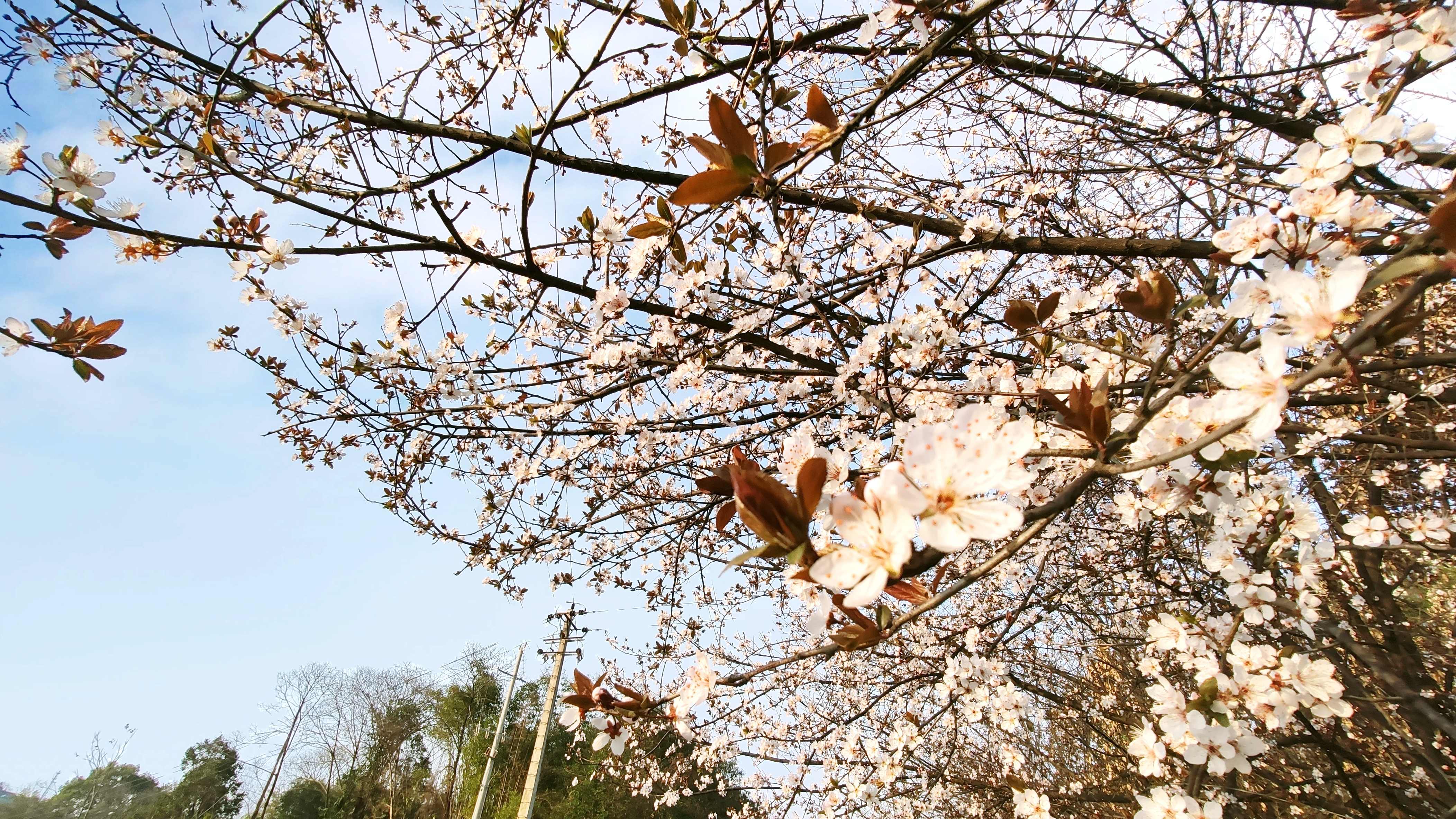 白色樱花主机