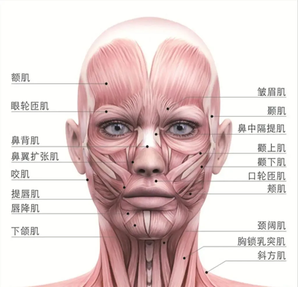 脸部区域名称详细图